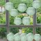 Dusty Sage Green Paper Lanterns 12Pcs Hanging Round Paper Lanterns Decorative for Graduation Baby Shower Wedding Birthday Family Parties